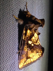 Argyrogramma verruca