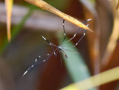 Bittacomorpha clavipes