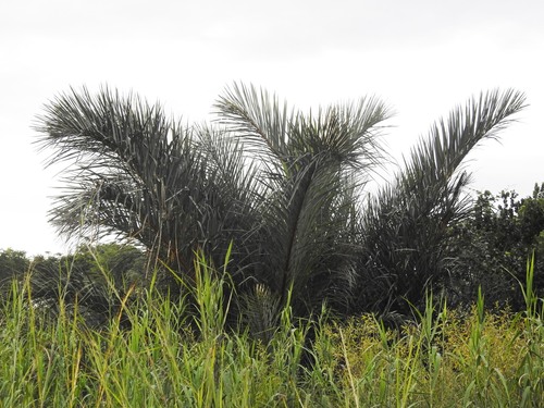 Raphia farinifera