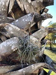 Tillandsia recurvata image