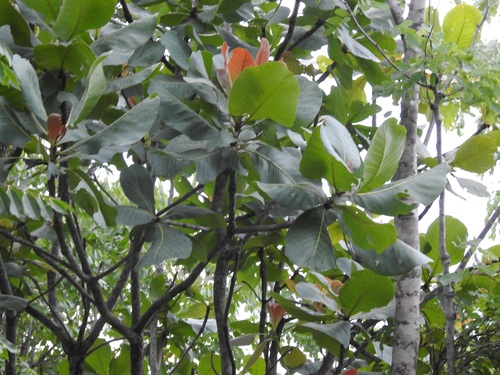 muzhanje