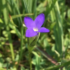 Gentianopsis simplex