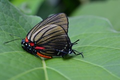 Atlides polybe