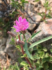 Stephanomeria lactucina