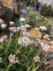 Monardella odoratissima pallida