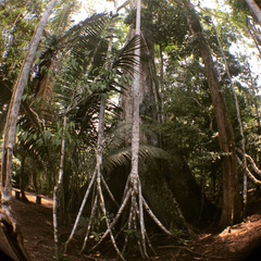 Socratea exorrhiza