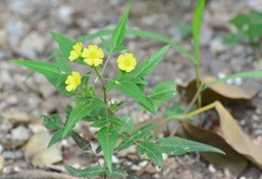 Oxalis frutescens