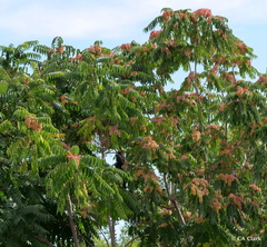 Ailanthus altissima