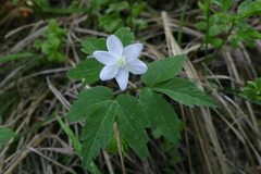 Anemonoides trifolia