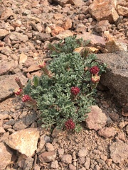 Chaenactis nevadensis