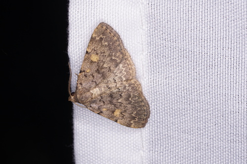 Common Idia Moth photo 6