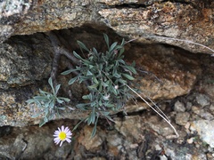 Erigeron tener
