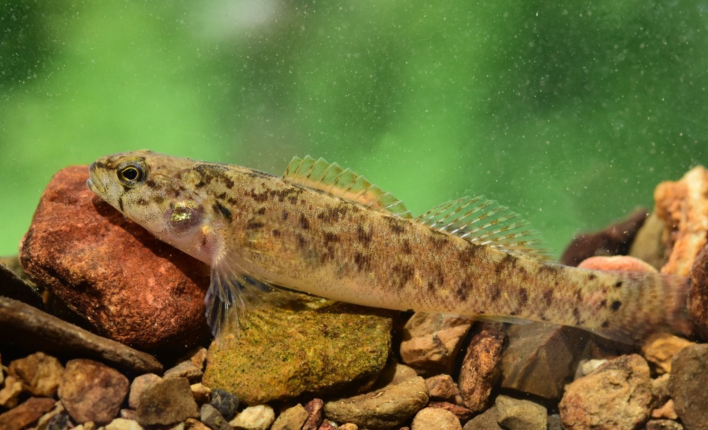 Fringed Darter