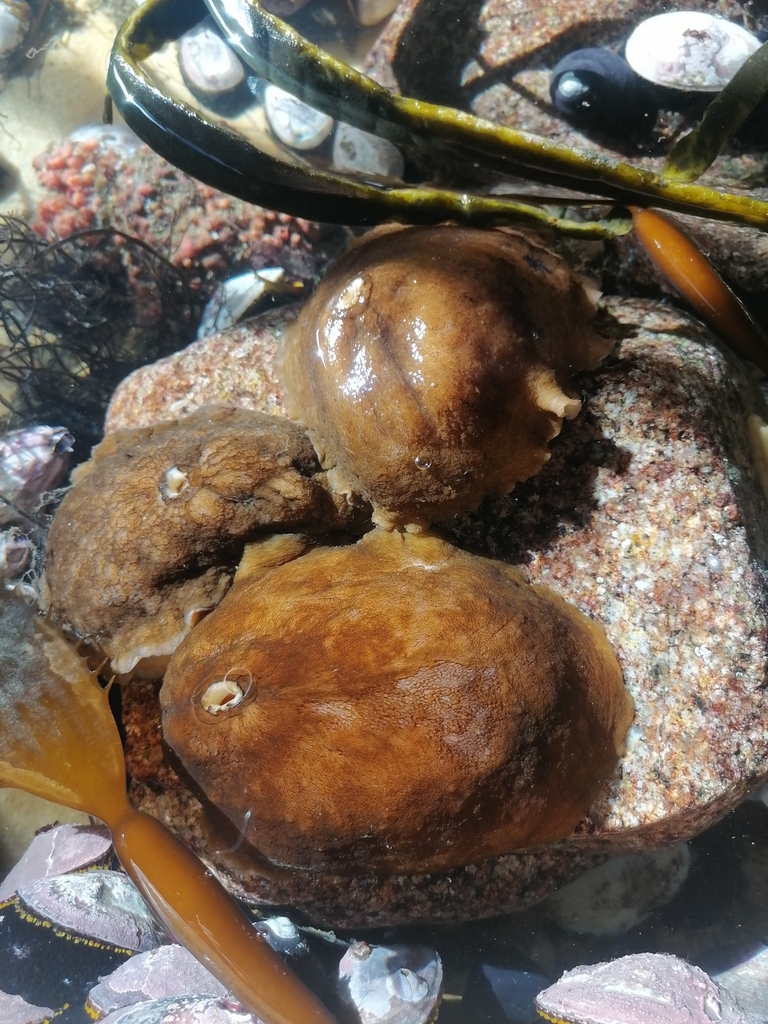 Buchanania onchidioides