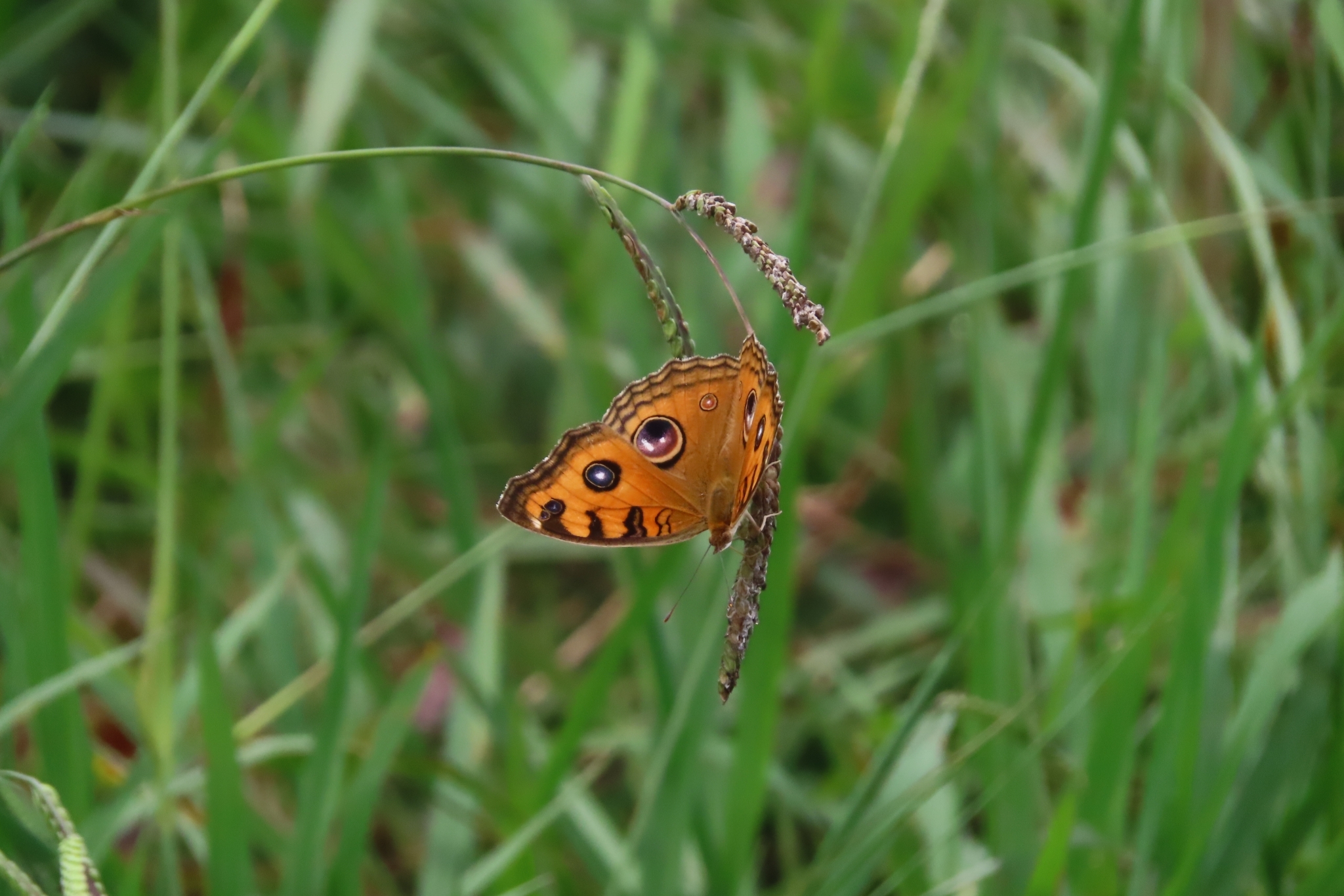 Peacock Pansy
