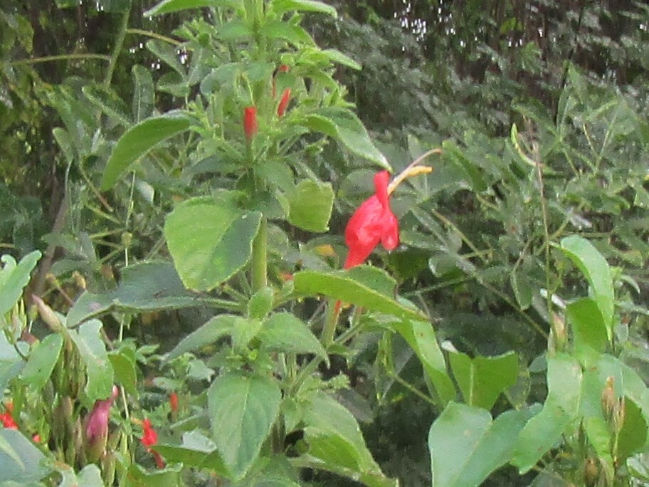 Ruellia asperula