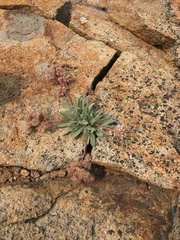 Phacelia hastata compacta