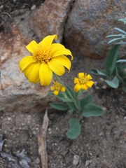 Arnica dealbata