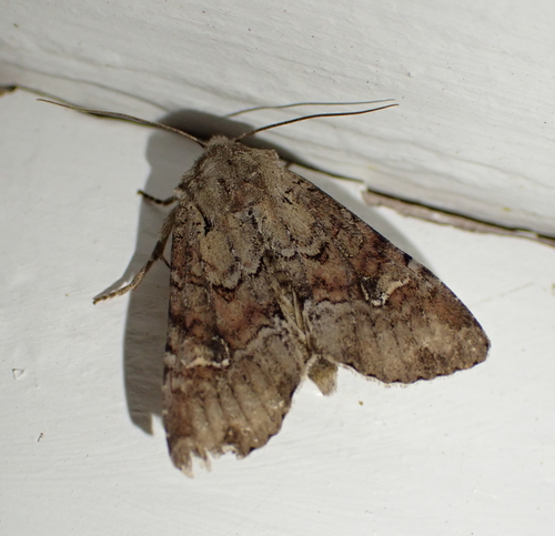 Bordered Apamea Moth and Allies photo 4
