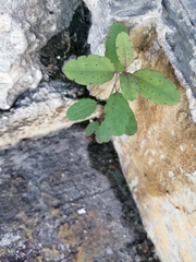 Porophyllum punctatum
