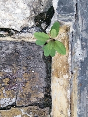 Porophyllum punctatum