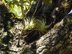 Tillandsia erubescens