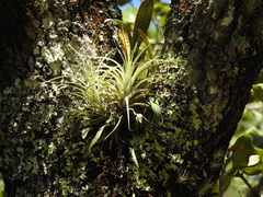 Tillandsia erubescens