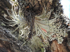 Tillandsia erubescens