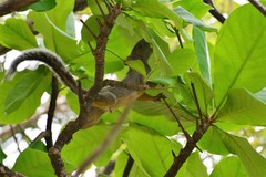 Sciurus aureogaster aureogaster