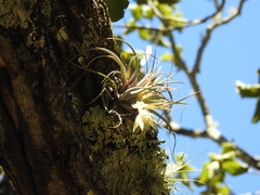 Tillandsia erubescens