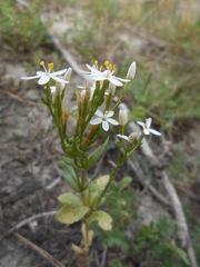 Centaurium erythraea erythraea