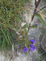 Campanula medium
