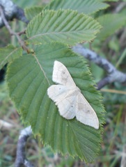 Idaea rubraria