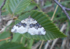 Epirrhoe galiata