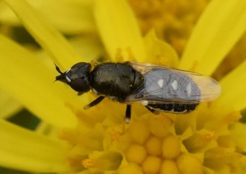 Barred Snout