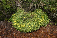 Hypericum anagalloides