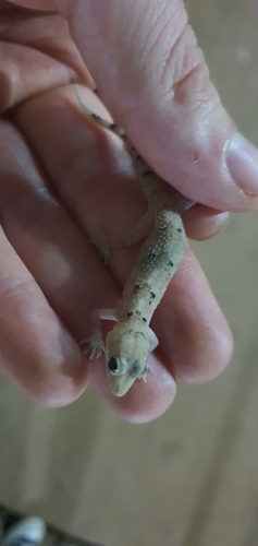 Tropical House Gecko