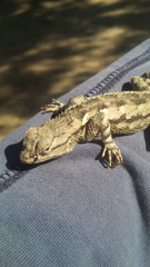 Sceloporus