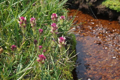 Castilleja lassenensis