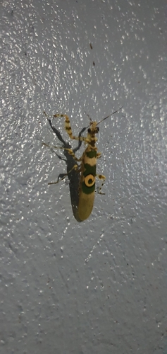 Common Spiny Flower Mantis