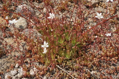 Micranthes bryophora