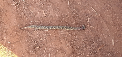 Puff Adder