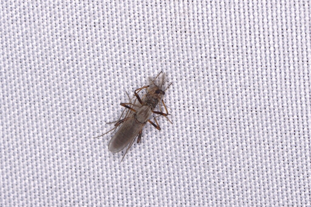 Sphaeromias longipennis