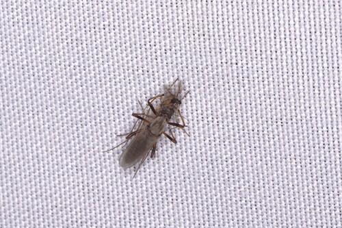 Sphaeromias longipennis