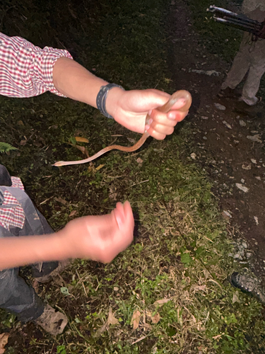 Venezuelan Cat-eyed Snake