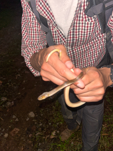Venezuelan Cat-eyed Snake