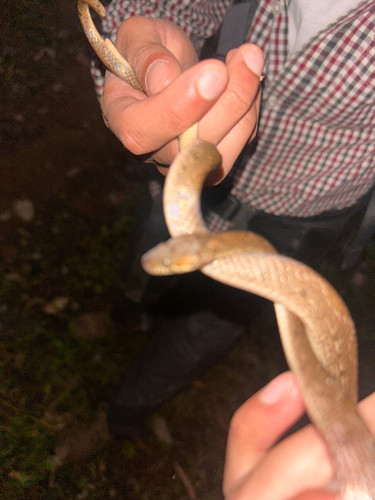 Venezuelan Cat-eyed Snake
