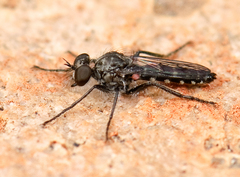Brachyrhopalinae