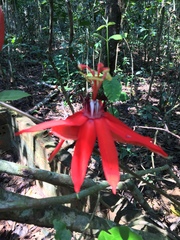 Passiflora miniata