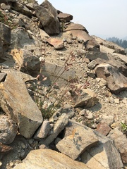 Silene douglasii